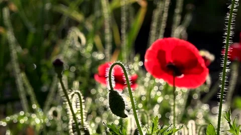 Reflection of light in the poppy petals. Stock Footage 96567169
