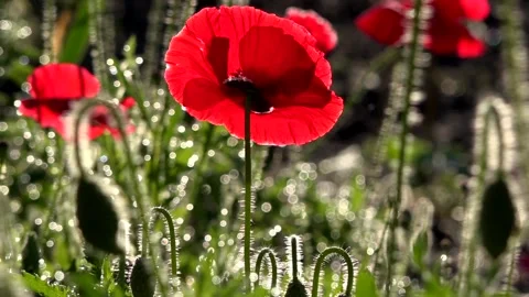 Reflection of light in the poppy petals. Stock Footage 96675160