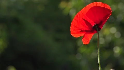 Reflection of light in the poppy petals. Stock Footage 96675169