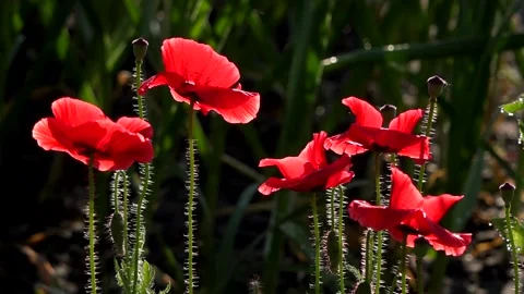 Reflection of light in the poppy petals. Stock Footage 96675336