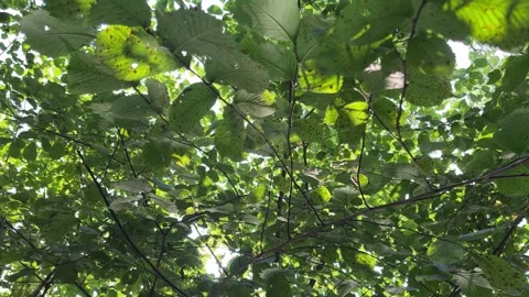 Reflection of light from the river on the trees Stock Footage 283531973