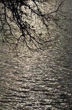 The reflection of the light of the setting sun on the water and branches of t Stock-Fotos
