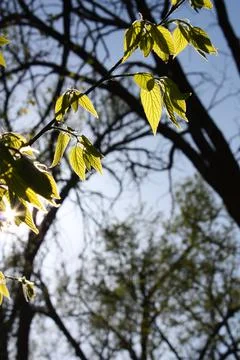 Reflection of Light Through Spring Leaves Foto stock