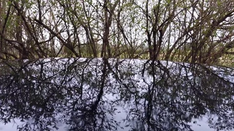 Reflection of lilac branches Stock Footage 334971642