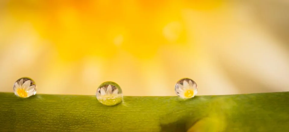 Reflection of the lotus in the dew drop.A drop of water on Twigs of roses. Cl Stock Photos