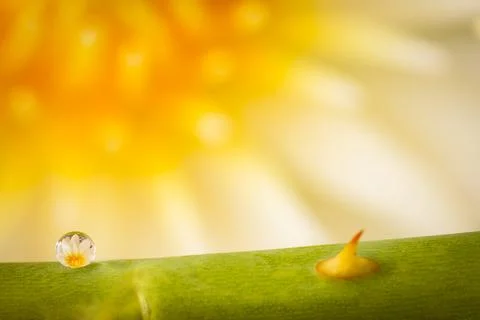 Reflection of the lotus in the dew drop.A drop of water on Twigs of roses. Cl Stock Photos