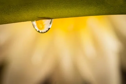 Reflection of the lotus in the dew drop.A drop of water on Twigs of roses. Cl Stock Photos