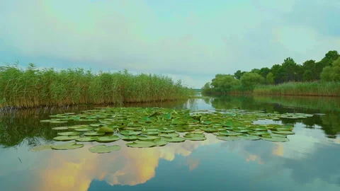 Reflection of lotus in the lake.  Stock Footage 158465857
