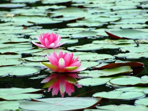 Reflection of the lotus Stock Photos