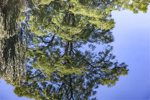 Reflection of lush green trees and blue sky on rippling water surface Stock Photos