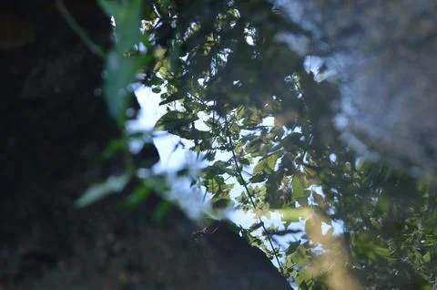 Reflection of lush greenery in a calm puddle under a clear sky in nature Stock Photos