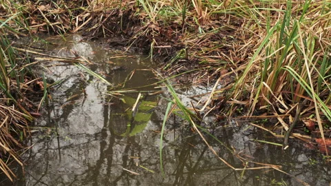 Reflection of man working on pond working on overgrow on Dipping pond Stock Footage 236399815