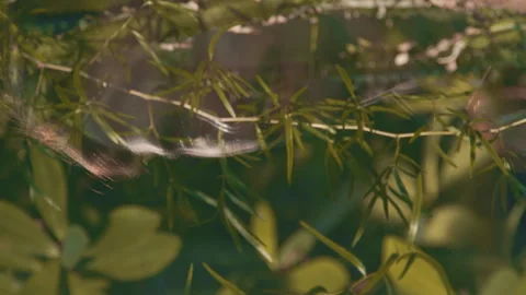 A Reflection Of Man's Face Among Leaves Of Trees 4K Video Stock Footage 274850911