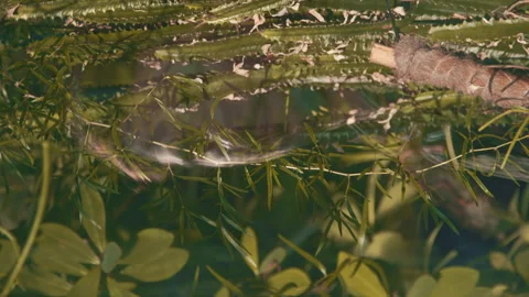 A Reflection Of Man's Face In Profile Behind Green Trees In Nature 4K Video Stock Footage 274792346