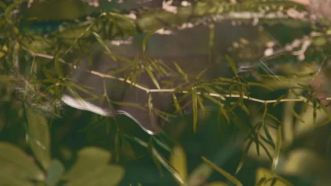 A Reflection Of Man's Face In The Windows Of Botanical Garden 4k Video Stock Footage 274850913