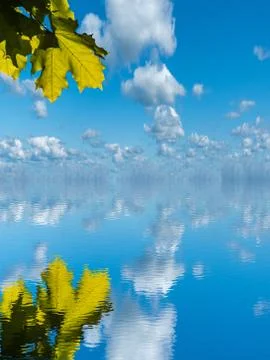 Reflection of maple leaves in the water Stock Illustration