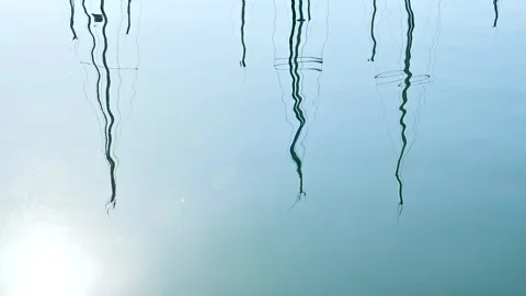 Reflection of a masts of moored sailing yachts Stock Footage 317342648