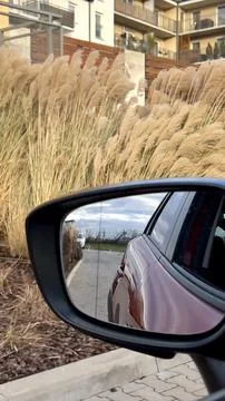 Reflection in the mirror of the car on the background of dry grass Stock Photos