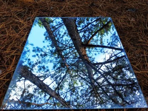 The reflection in the mirror of the forest and pine trees. Beautiful forest view 写真素材