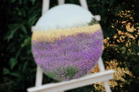 Reflection in the mirror of a lavender field Stock Photos