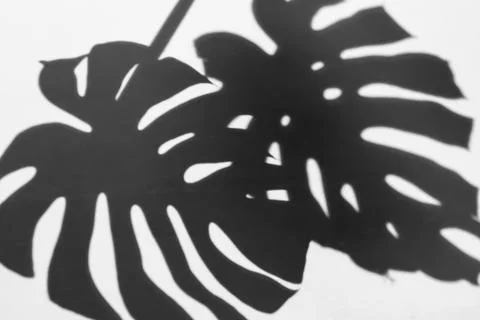 Reflection of monstera leaves on the wall, shadow Stock Photos