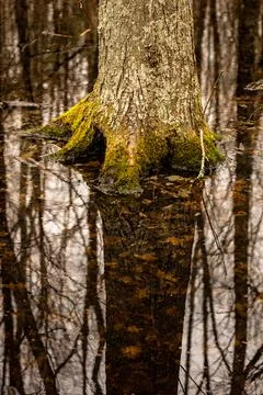Reflection Of Mossy Tree In Pond Foto stock