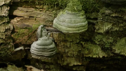 Reflection on mushrooms 動画素材 91325586