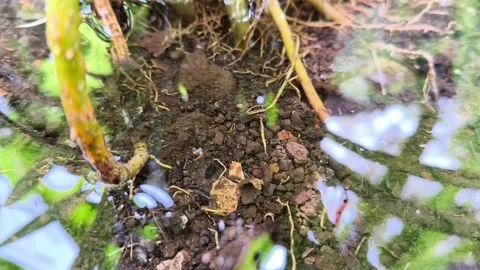 Reflection of natural pool of pure water with plant roots, water droplets Stock Footage 321786803