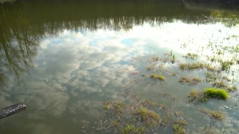 The reflection of nature in the water in the lake surrounded by green star Stock Footage 157751368