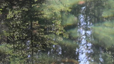 Reflection of a northern forest in a small pond with small waves creating Stock Footage 317325407