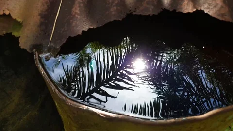 The Reflection of an Oil Palm Stock Footage 100758295