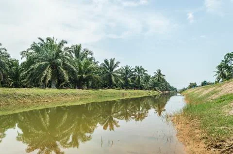 Reflection of oil palm tree under the blue skies Stock Photos