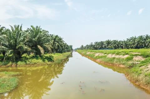 Reflection of oil palm tree under the blue skies Stock Photos