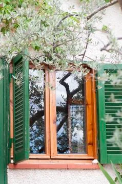 Reflection of an olive tree on the window Stock Photos