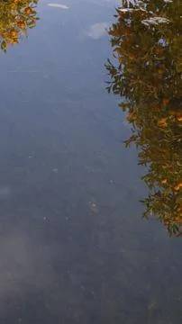 Reflection of an orange tree on a sheet of water in a pond en Grana (Spain) Stock Photos