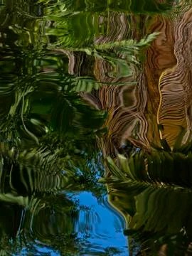Reflection of palm leaves Stock Photos