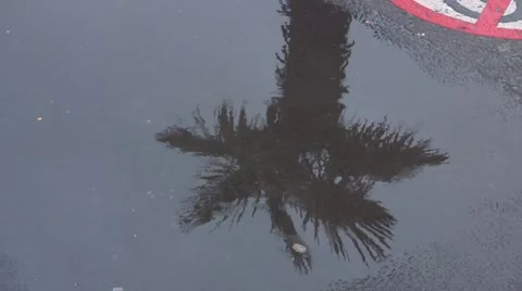 Reflection of palm tree and bird in puddle and rain drops Stock Footage 7166569