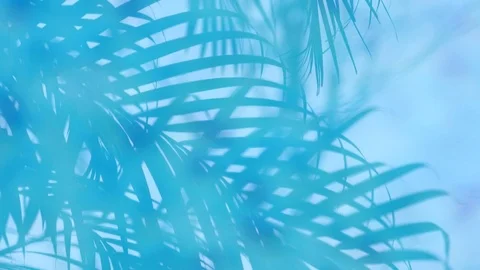 Reflection of palm tree leaves in blue tropical water Stock Footage 83763740