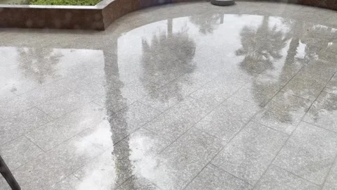 A reflection of a palm tree is seen on a tiled floor 스톡 동영상 283489078