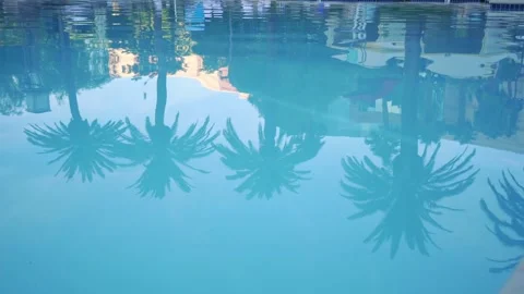 Reflection of palm trees and buildings in a swimming pool in California in 4k Stock Footage 281399066