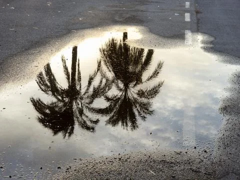 Reflection of palm trees and cloudy sky in puddle on asphalt street Stock Photos