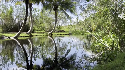 Reflection of palm trees in a lagoon in Cabarete on the north coast of the Stock Footage 295831000