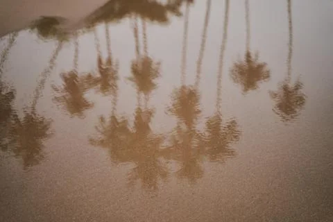 Reflection of palm trees in the ocean Stock Photos