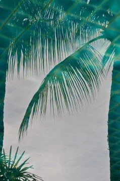 Reflection of palm trees Stock Photos