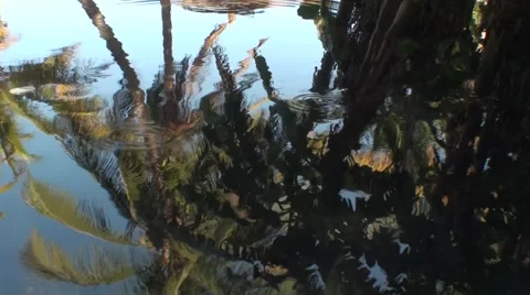 Reflection of palm trees on the pink lake of the senegal Video stock 52546036
