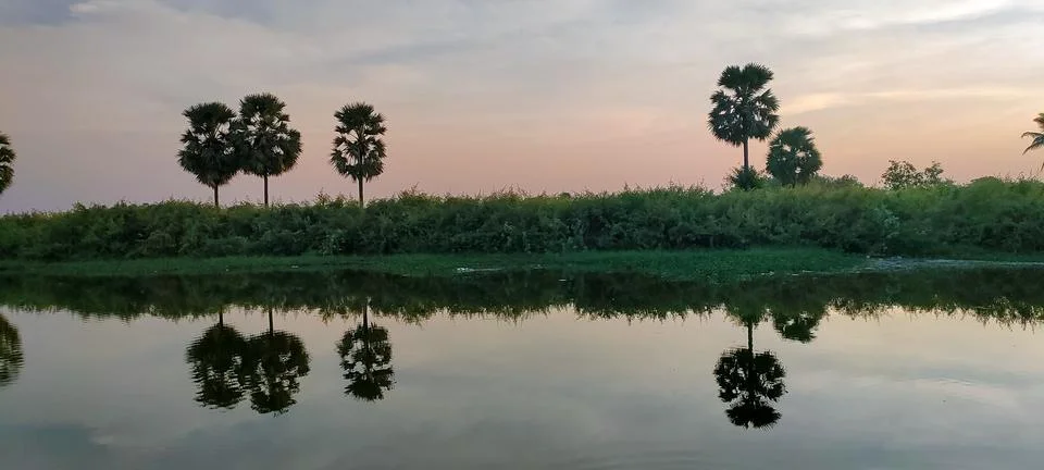 Reflection of palm trees on the surface of the water Stock Photos