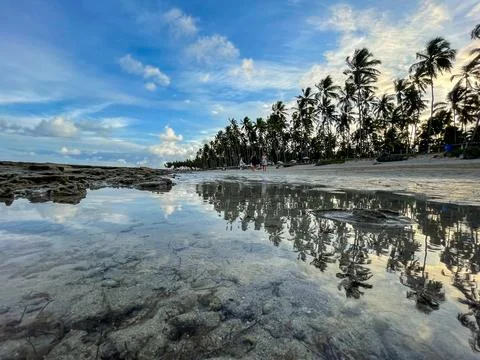 Reflection of Palm Trees on a Tranquil Beach Stock Photos