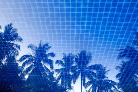 Reflection of palm trees in water Foto stock