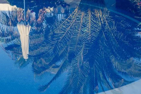 Reflection of palm trees in water pool. Stock Photos