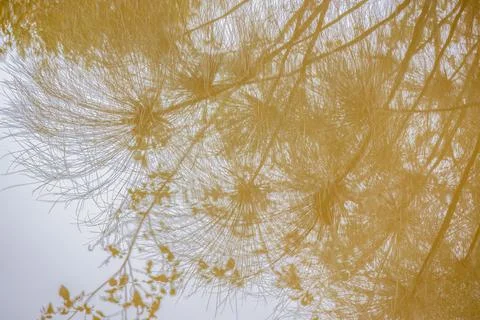 The reflection of papyrus plants on the murky surface of a pond Stock-Fotos